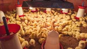 Sursa foto: Unsplash